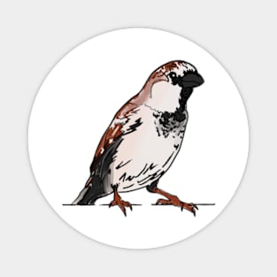 House sparrow Magnet